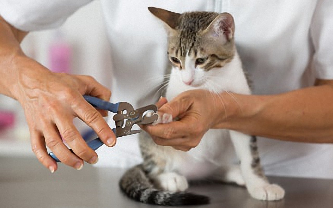 Krallenpflege Bei Katzen Krallen Richtig Schneiden