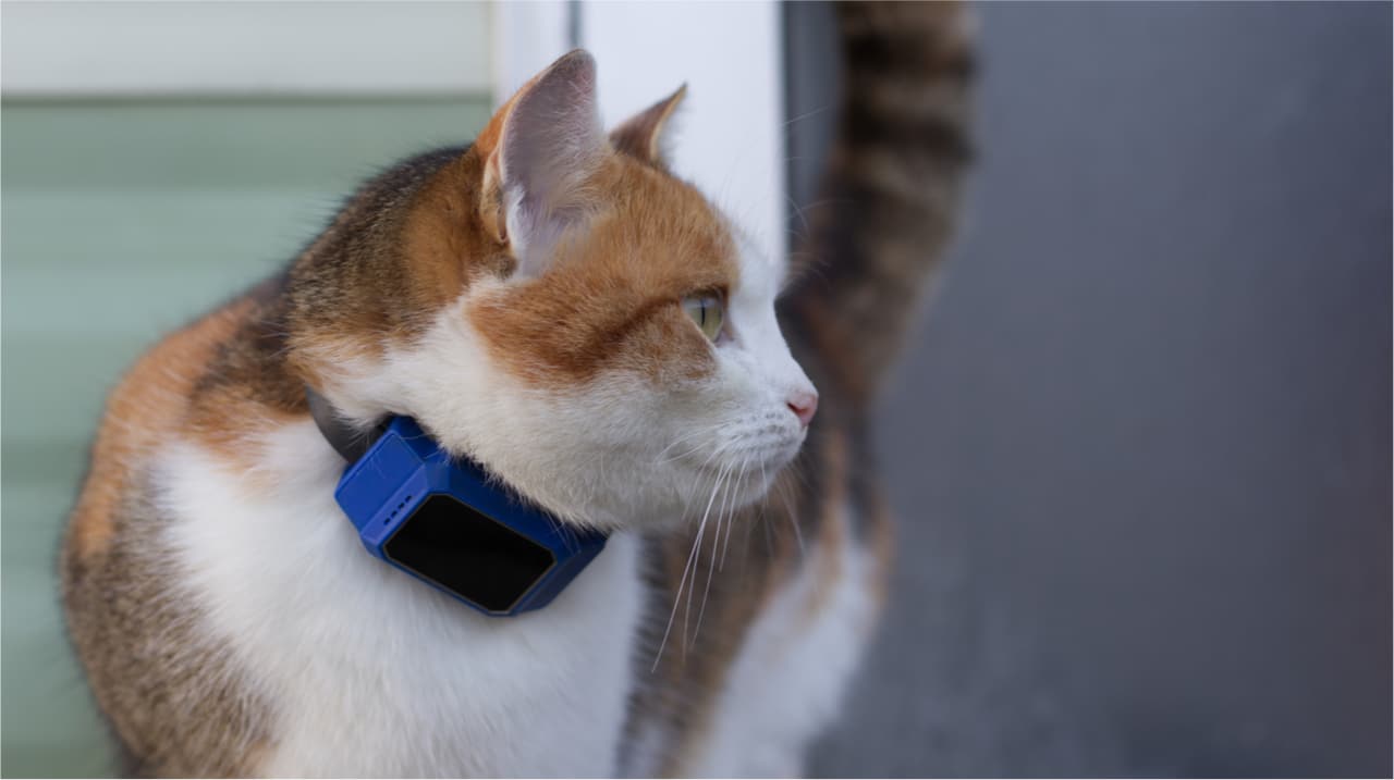 GPS Tracker & Peilsender - Wie kann ich meine Katze orten?