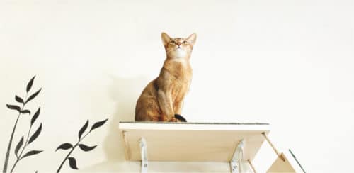 Wandliege für Katzen - Wandliegebrett an der Wand montiert