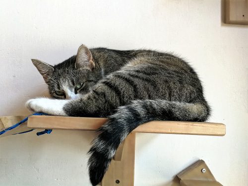 Wandmontierte Katzenhängematte – Bis 15 Kg Belastbar, Schwarz, Für Gipskarton & Beton