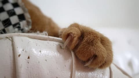 Kratzschutz für Möbel - Inventar vor Kratzattaken der Katze schützen